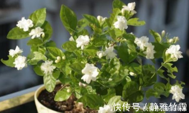 茉莉花|“茉莉花”开花少消除“2个”隐患,花苞不断冒,开花爆满枝