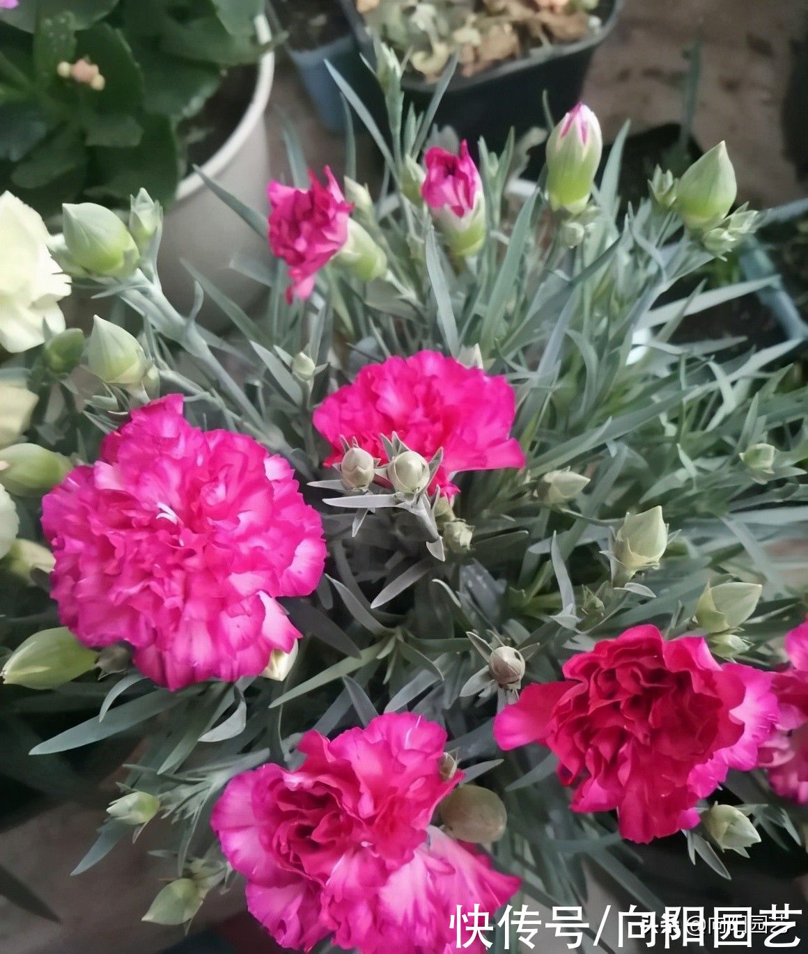 花市买的康乃馨，买的时候花很多，养了一周，花苞为什么蔫了？