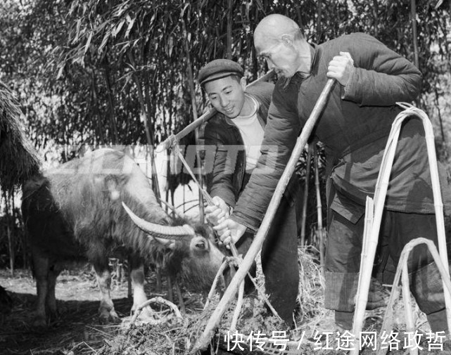 油菜籽|荆州松滋市五六十年代老照片