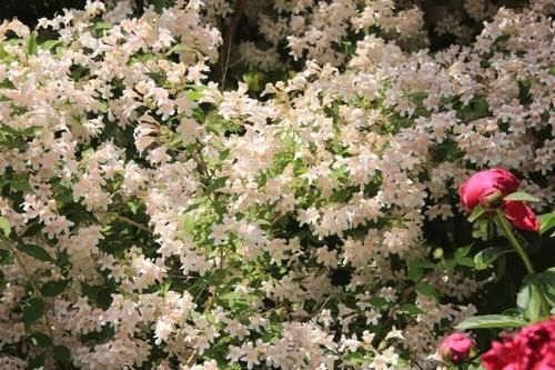 早春灿烂迷人的花树,路上开满一树的花你认得哪一种