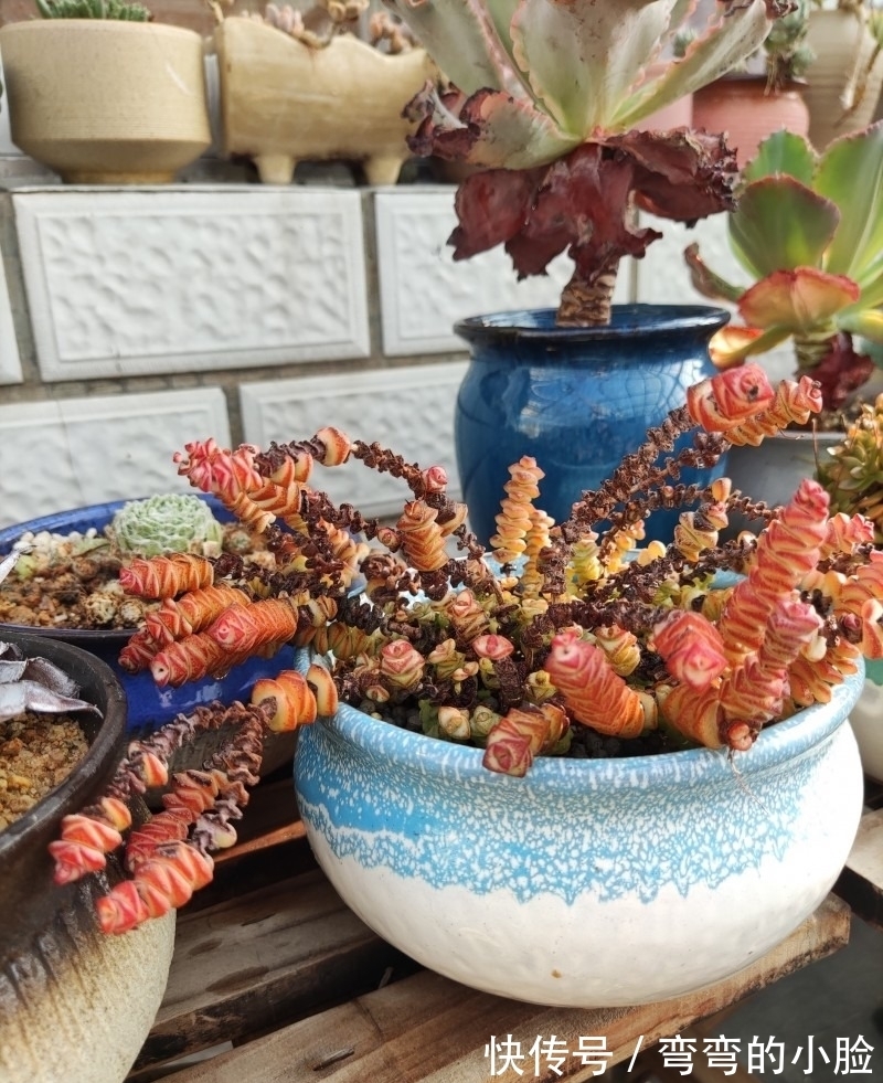 诺娃|有事没事看看多肉,才是度夏的基本保障