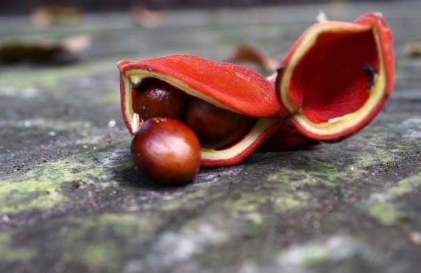 农民们|它是长在树上的“花生”，农民们视为珍贵野果，很多人见过没吃过