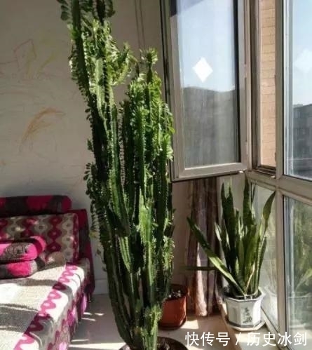 客厅养花有“讲究”,这3种树养1盆,好看又养眼,还能带来好运气