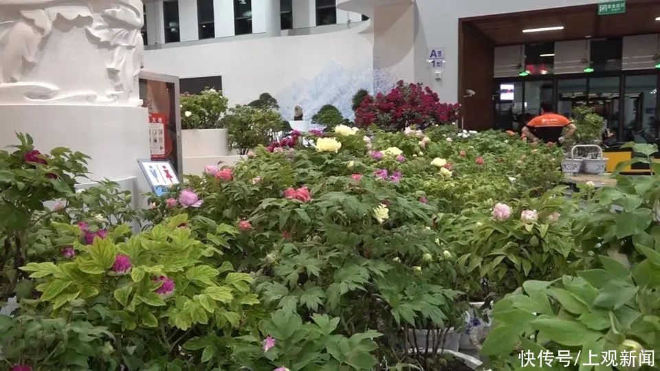 牡丹花 菏泽牡丹绽放花博园，色系多品类全风姿卓然