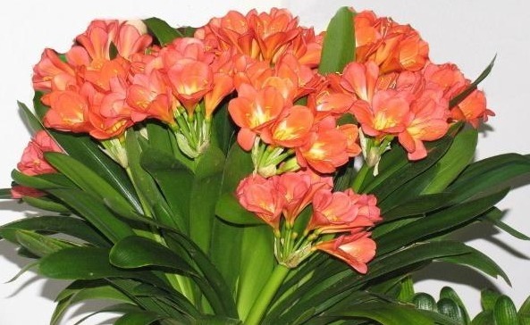 君子兰难开花在盆里埋点“它”,花剑蹭蹭窜,叶子油绿开爆盆!