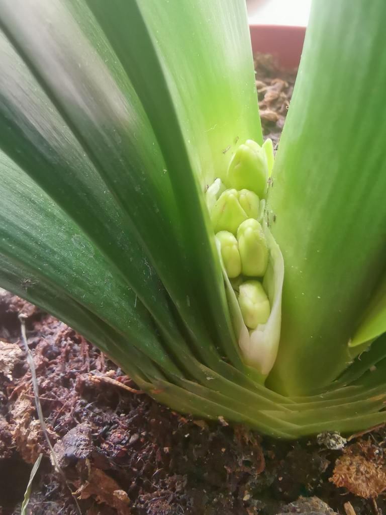 花友|君子兰能不能开花,主要看这3点,全都符合才能开