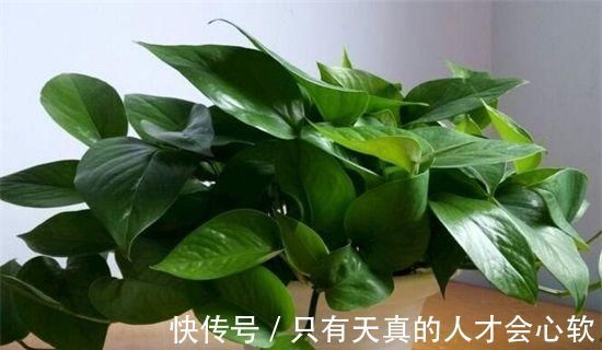 阳台上|客厅养花，不用多，6盆就能旺一年，空气小清新，常年绿油油