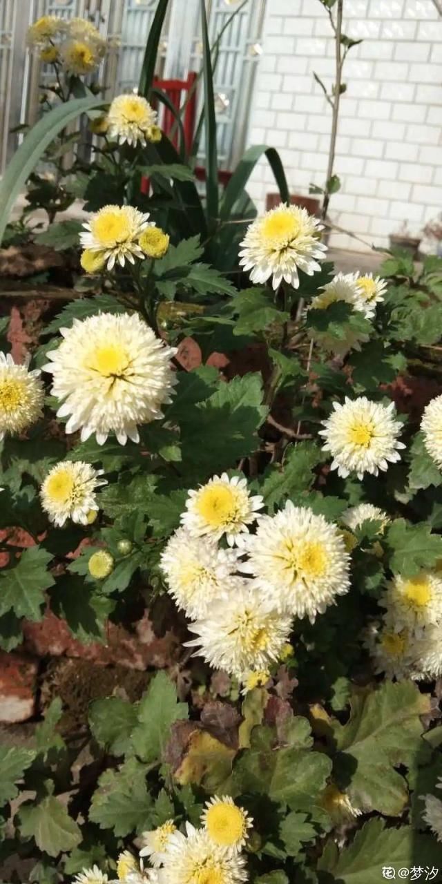 自带香味还能泡水喝的6种花,阳台养一盆,堪比小药箱