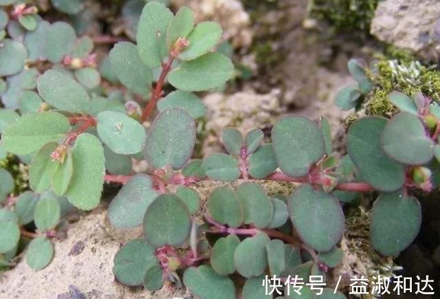 乌贼骨|农村墙角一野草,又叫“血见愁”,是一味“止血神药”,你认识吗