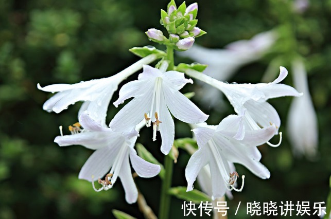 喜欢在家里养花，就养几种最受欢迎的花，开花喜庆还好养，满屋香