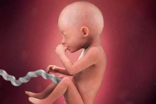 阶段|胎儿在母体是如何长大的?一组图告诉你,不同阶段宝宝的发育过程