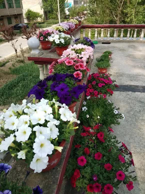 日照|“识货人”都养4种花,打理简单,花期长,开花超漂亮