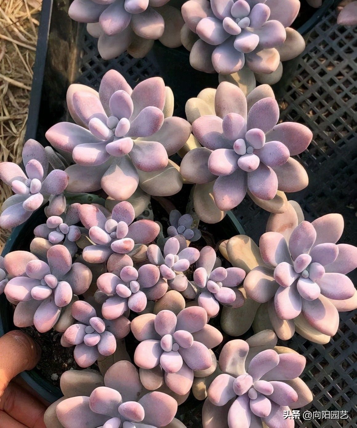 多肉桃蛋,怎么控成“丸叶桃蛋”?花盆越小越好,用土越少越好