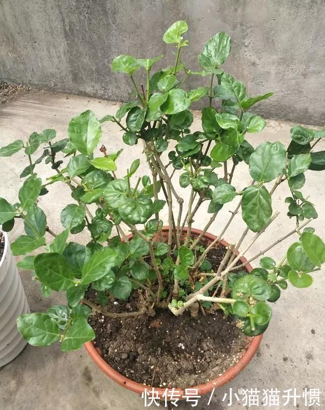 养好茉莉花,关键在一个“摘”,能开两个季度,白色花瓣挂满花盆