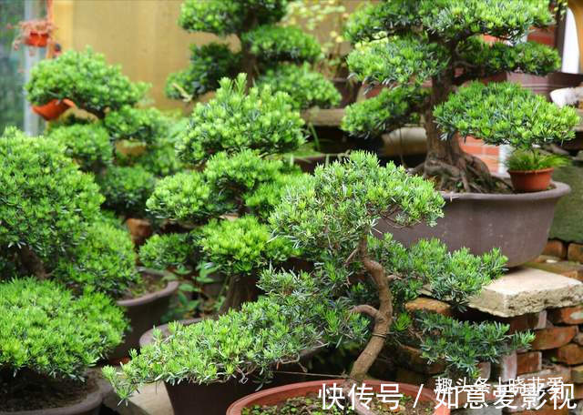 阳台再小，也能养3种树，小盆就能养，个个都是“传家宝”