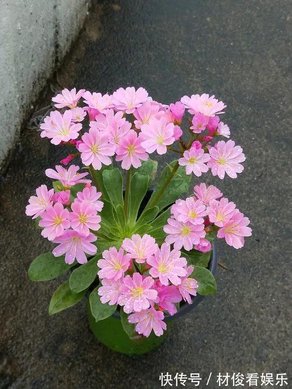 扦插|5种花快扦插，生根超快，1周长出大白根，新手也能插得活