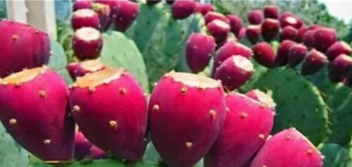 改善睡眠|3种食物功效不同，美味又营养，能改善睡眠质量，更能护肝养肝