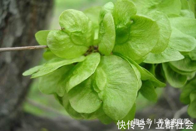 家庭季|农村树上长满这种“钱”,吃起来清香可口,城里人想吃却没口福