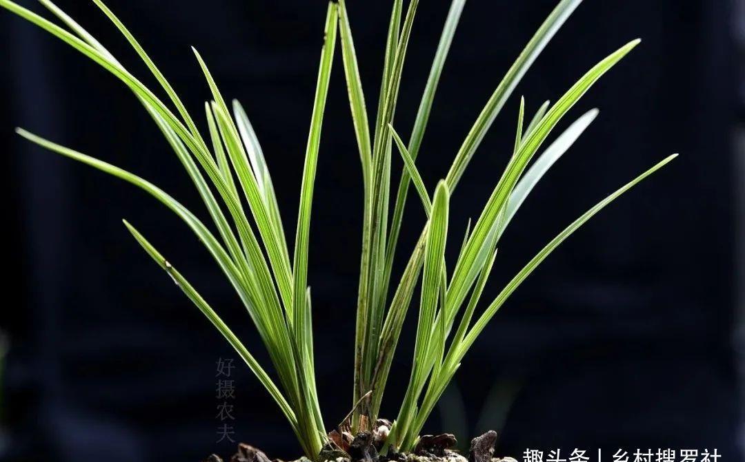 植料|什么树皮种兰花更好?学会处理松树皮,养蕙兰一年都不用施肥