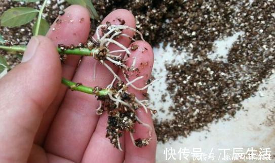 不会扦插月季花，小花匠教你个“小窍门”，2周长满根，100成活