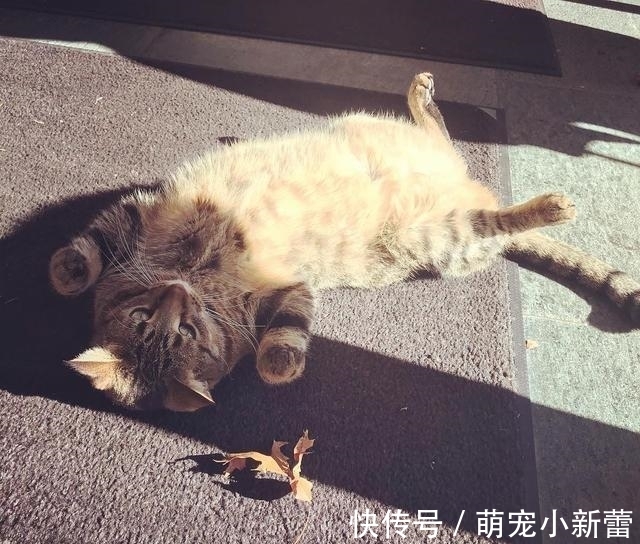 虎斑猫|大学聘请新图书管理员, 只卖萌不干活, 猫咪管理员吸引学生多读书