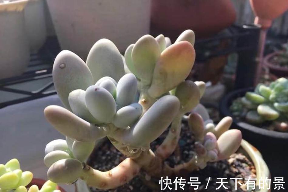 秋季养多肉白美人,满足4点,株型小巧叶片肥美,状态好极了