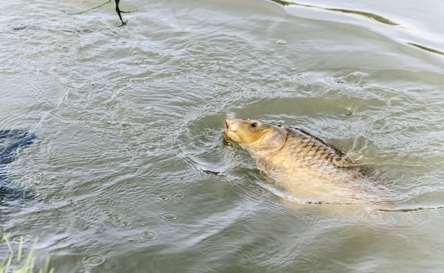 黑坑钓鱼心得分享,不想空手而归,推荐钓友看完收藏
