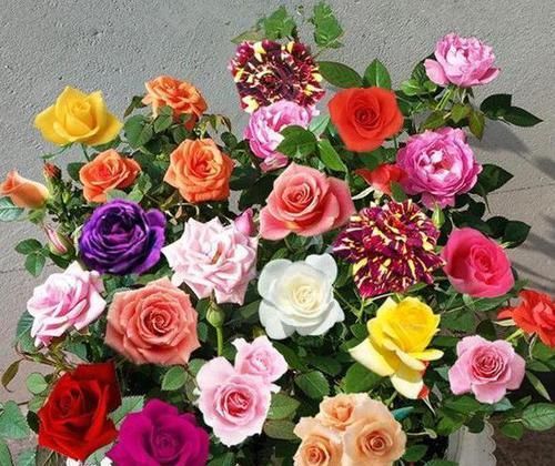  花友|北方花友冬季养花，定期喷洒2种水，保准多开花、不生病虫害