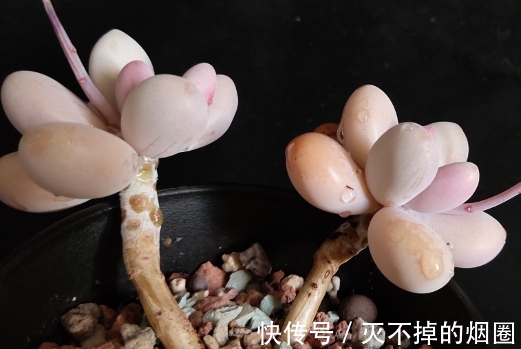 多肉植物怎么处理花剑才好,不剪花剑行不行,一起来了解一下吧