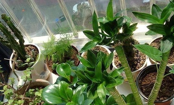 白糖|养花不用“买药”,厨房“2玩意”兑水浇,生根快“2倍”,长势猛