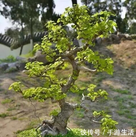 明白人都养“3种树”,看着很“普通”,殊不知,越养越“值钱”!