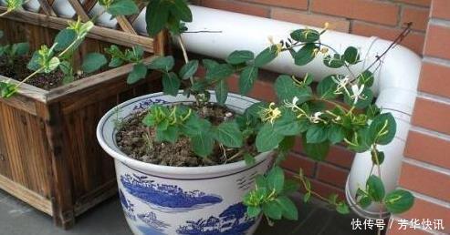 插枝|这花插枝即活,一年爬满阳台,花可泡茶喝,清火明目