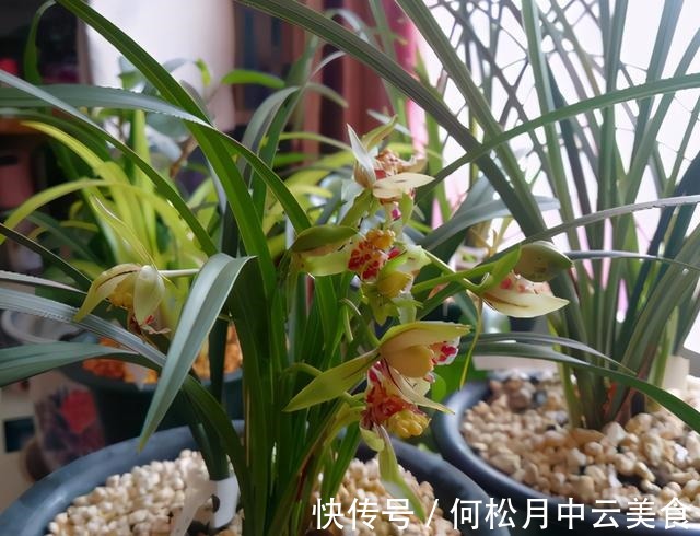 兰香|拜拜了桂花,此建兰被誉为“活香水”,家中摆一盆,轻松香飘满屋!