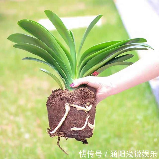 养这10种花，再喜欢也别多浇水，少浇水，不管它，反而花更多