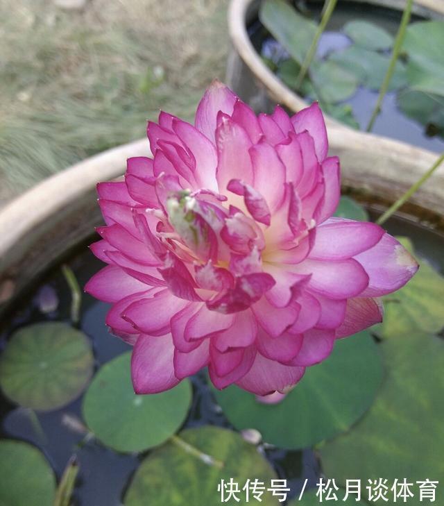 栽种|老太太买花“被骗”,碗莲变“菜莲”,因祸得福,3年挖出一缸藕