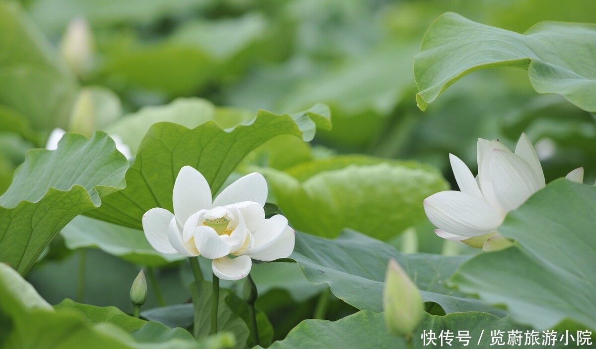  烟雨|画船听雨，流光寂寂，谁为一身江南烟雨，覆了天下