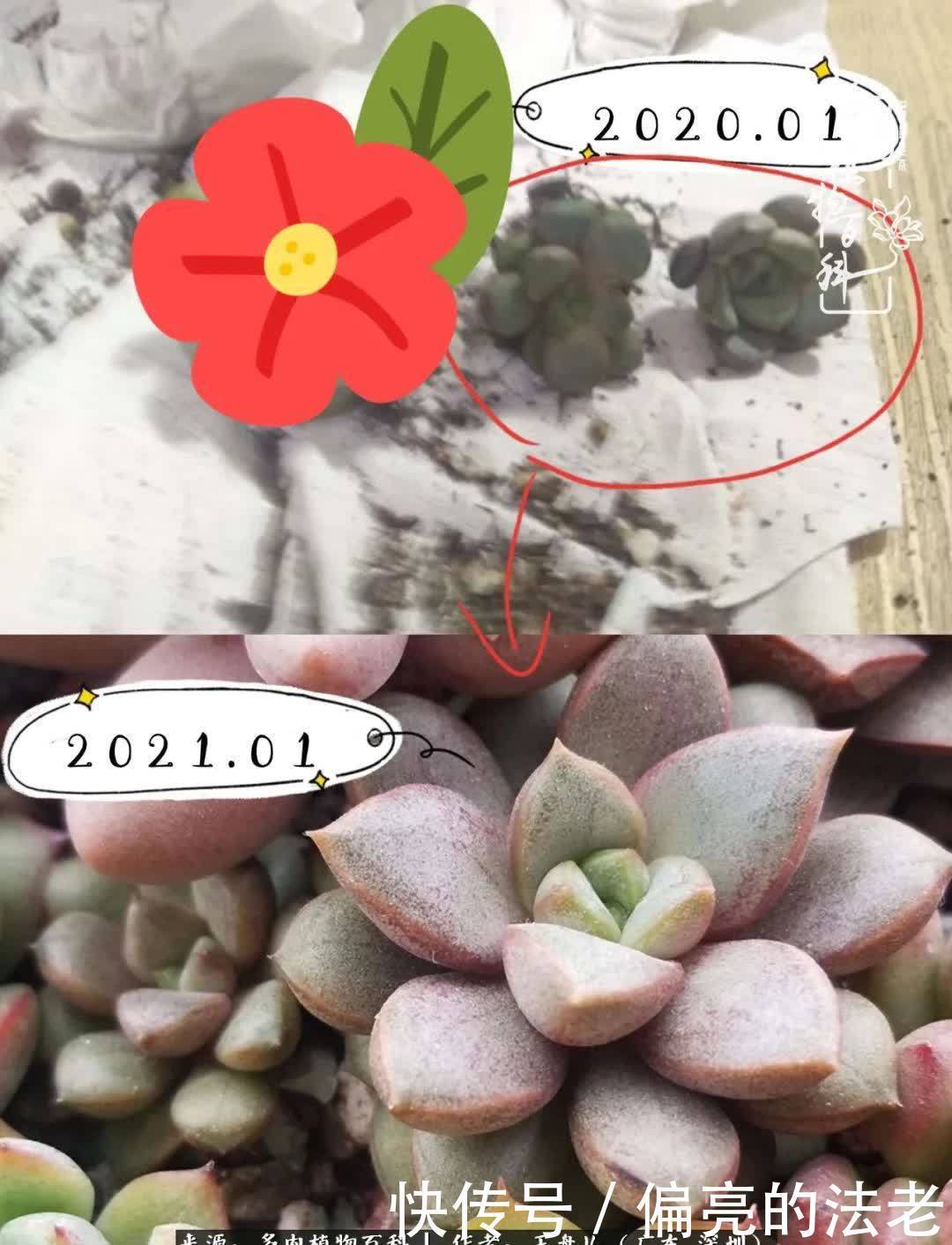 入坑一年半的新手养肉心得