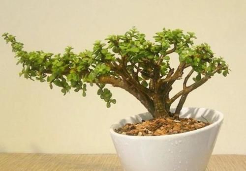 怎样才能让金枝玉叶的枝干长的粗壮？