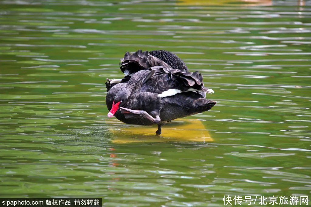 小桥流水|免费！隐藏在闹市中的“江南园林”，低调精致！