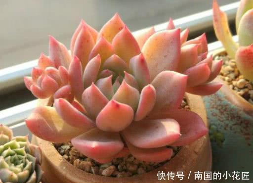 成群|多肉容易摊大饼?教你几个小技巧,重新缀化,憋成群生肉墩子!