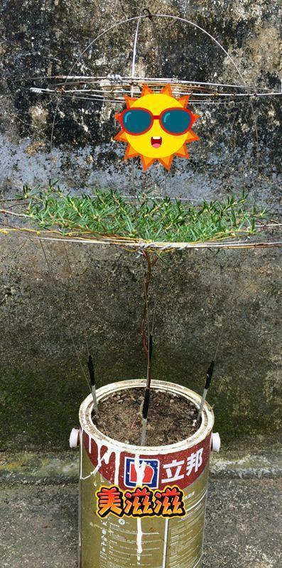 5块钱一盆的花,养1年变老桩,身价翻了上百倍!