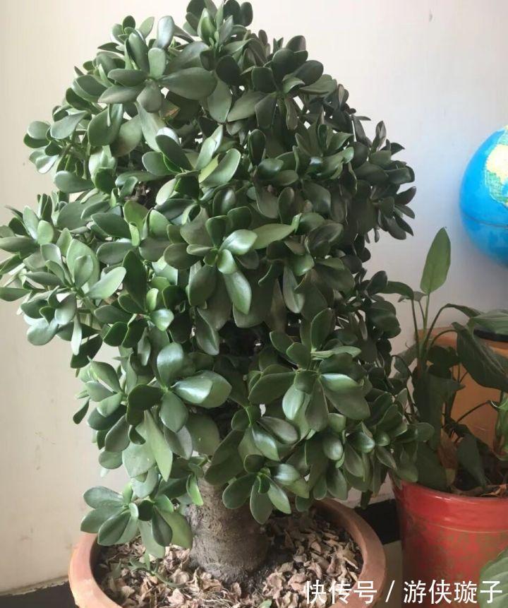 冬天养玉树,干养多晒更健壮,养成大腿粗的老桩,开满吉祥花