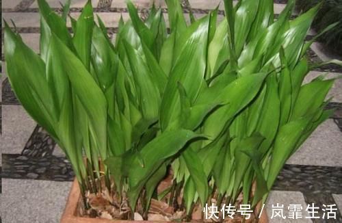 自从卫生间里放了这盆花后，再也没异味了