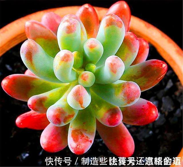 养护|多肉乙女心养护新方法,化整为零,养成果冻色大老桩