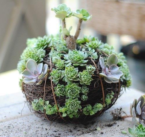 多肉下面长了新芽怎么处理？顶上长的新芽怎么处理？