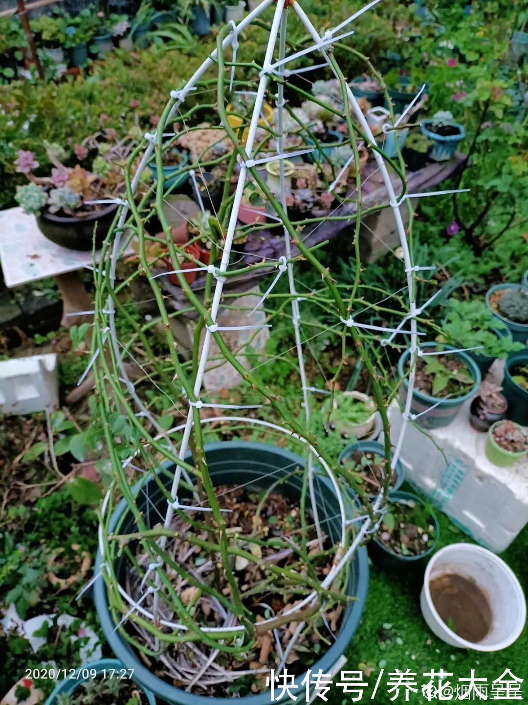 枝条|冬剪开始了,月季看见这种枝,就要赶紧剪