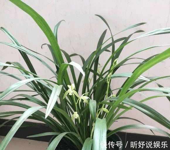 老头|单苗老头兰花从发芽到开花要5年,这么做可以缩短一半时间