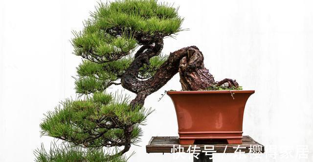 火山岩|养殖盆景花卉时,需要用到的介质,火山岩还不能取代河沙的作用