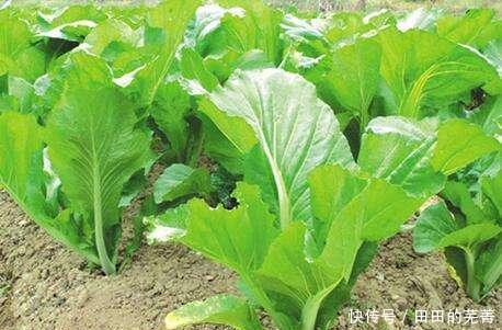 青菜还|有一种菜,霜打过后才好吃,农村特别多,但菜市场却很少,了解下