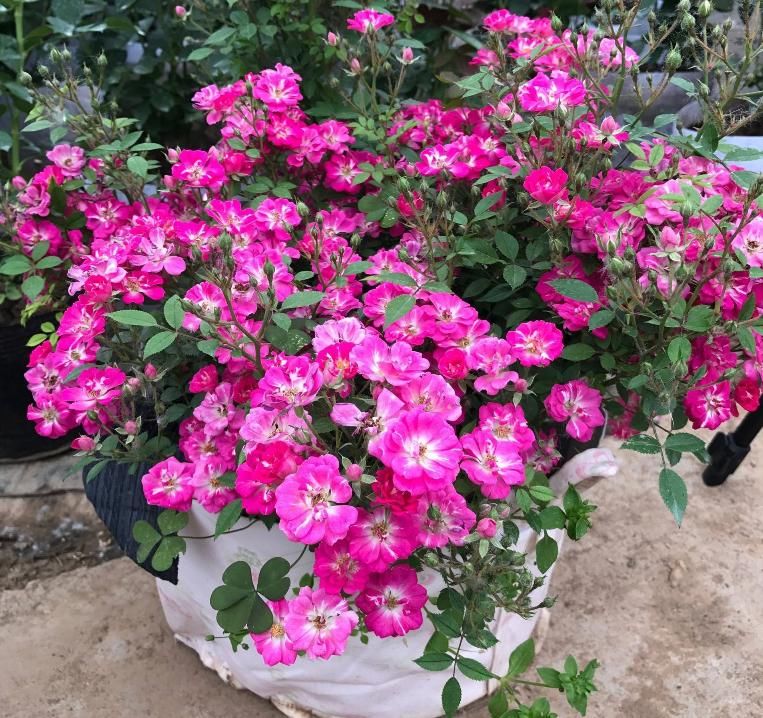  花型|花型最小的月季，一开就是上千朵，抗病性强，香味清新，养护简单